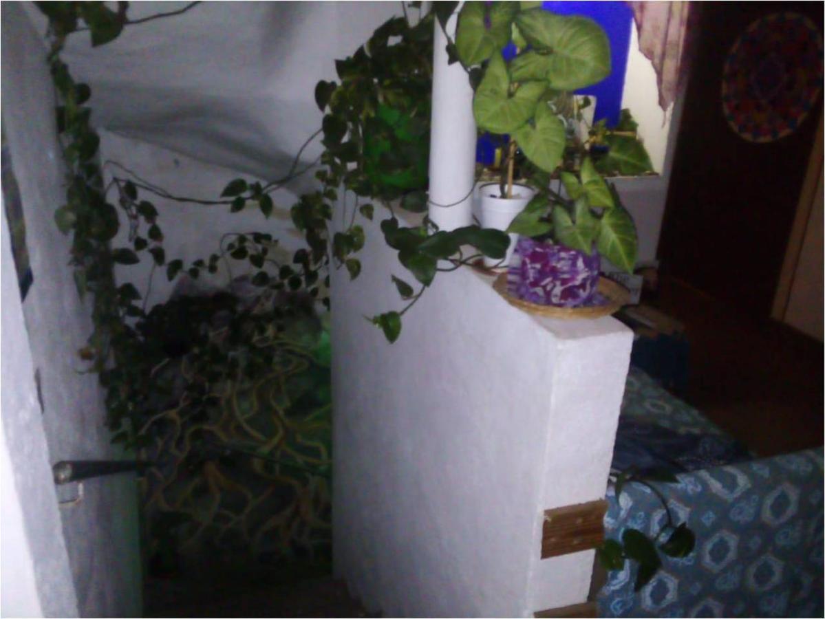 Natural Mystic Hostal Tepoztlán Eksteriør bilde